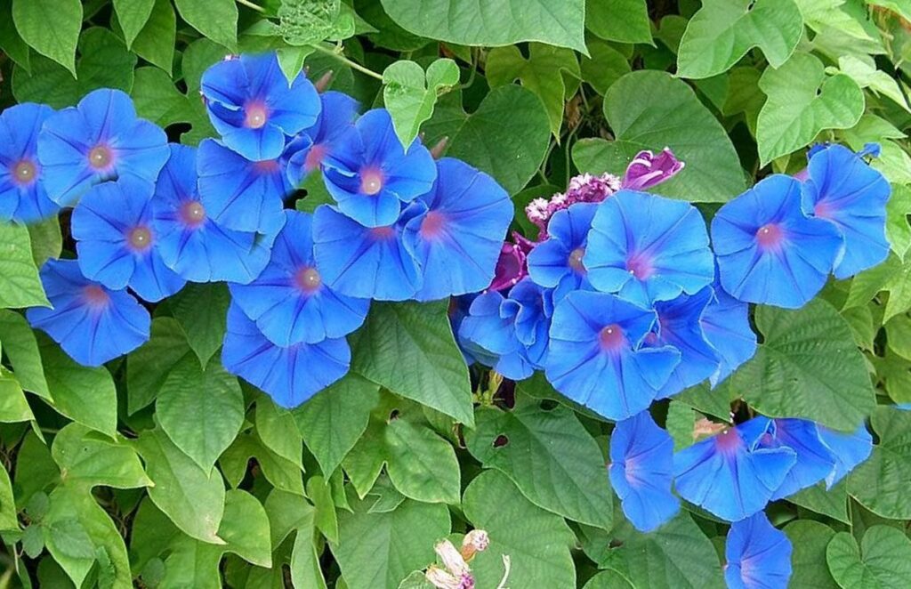 Photo d'une liane de Volubilis