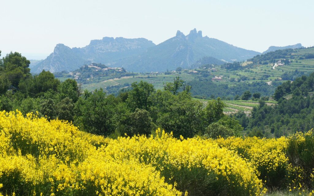 Paysage emblématique des Dentelles de Montmirail (Vaucluse)